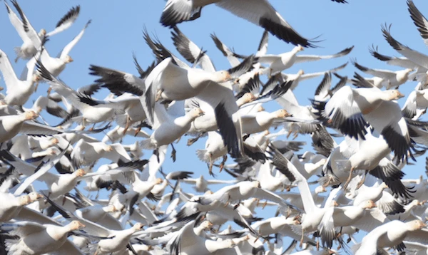 Mouettes