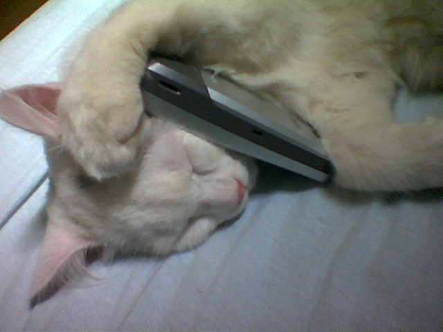 cat with mobile phone