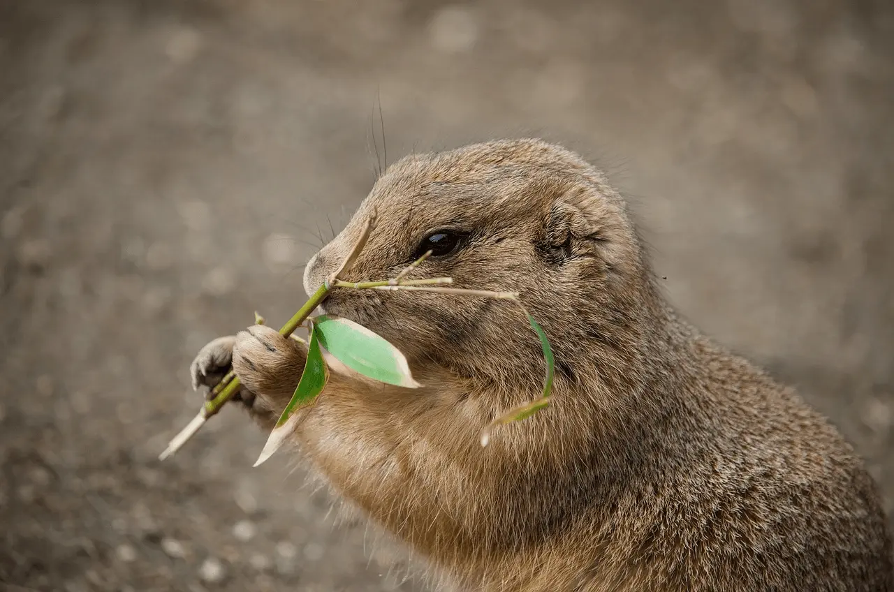 Gopher, l'animal