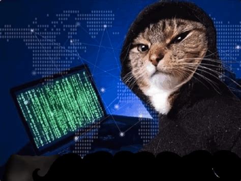Chat pirate